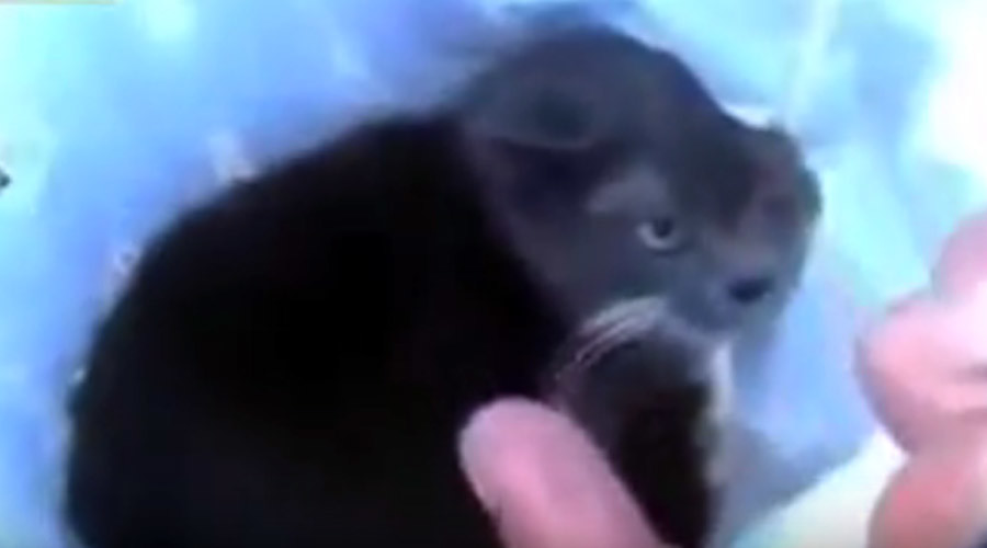 Shocking video of cat blown up with firecracker prompts arrests of 3 Russian men