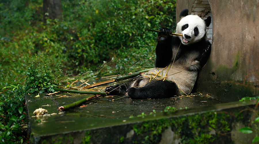 Wanted: Human pandas for zoo who don’t mind sitting around all day