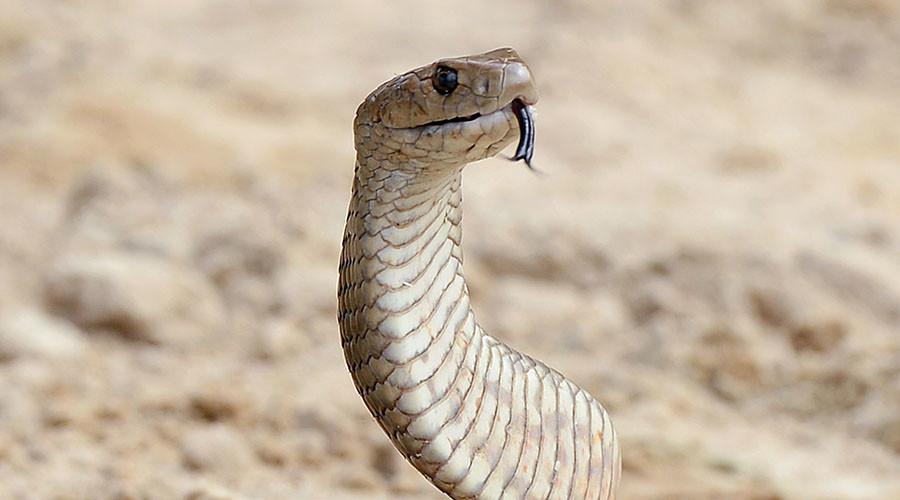Residents rattled by plan to colonize Massachusetts island with snakes