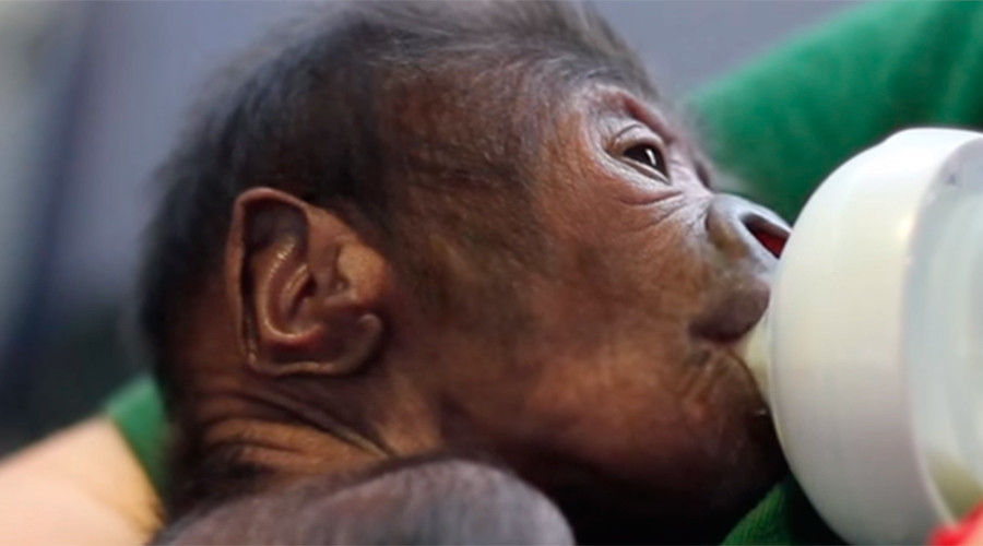 Rare gorilla c-section at UK zoo leads to adorable, must-watch video