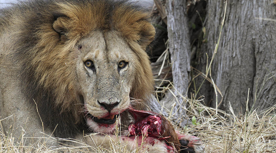 ‘Cecil effect’: Zimbabwe park may kill 200 lions as discouraged hunters result in over-population