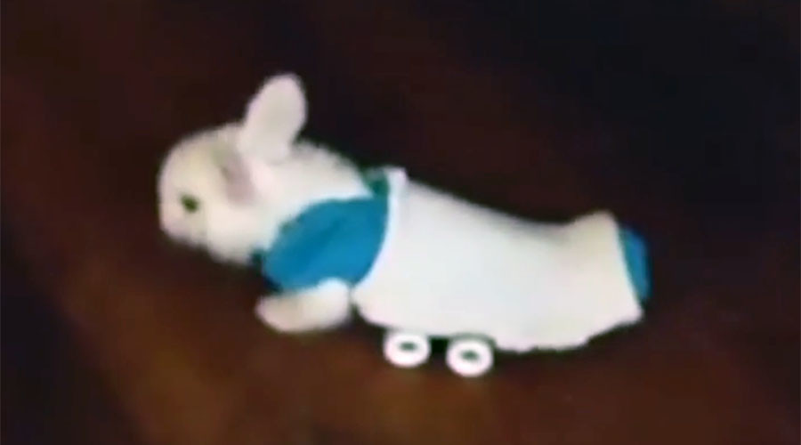 Wheee! Tiny paralyzed bunny uses mini skateboard to get around (VIDEO)