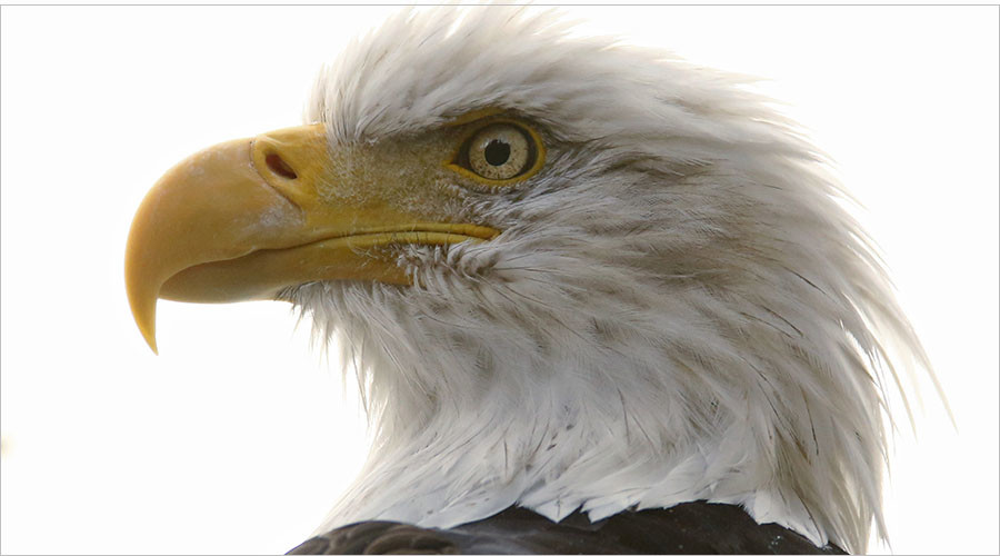 Bad omen: 13 dead bald eagles found at Maryland farm