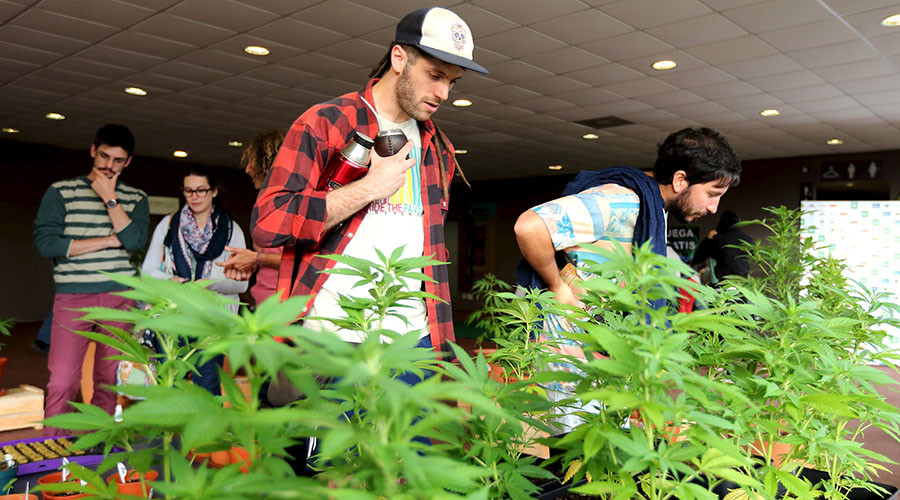 Full puff ahead: Medical pot patients can grow their own weed, Canadian court rules