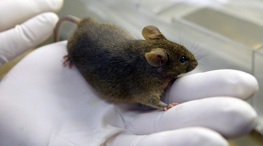 Lab-grown sperm creates healthy mice, could pave way to curing human infertility – study