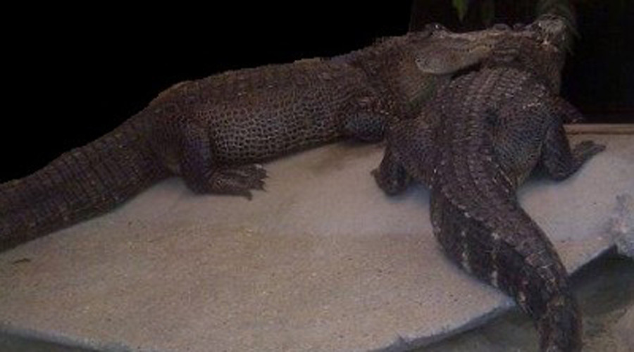 Giant ‘watchcrocs’ found guarding drug dealers’ stash in Amsterdam