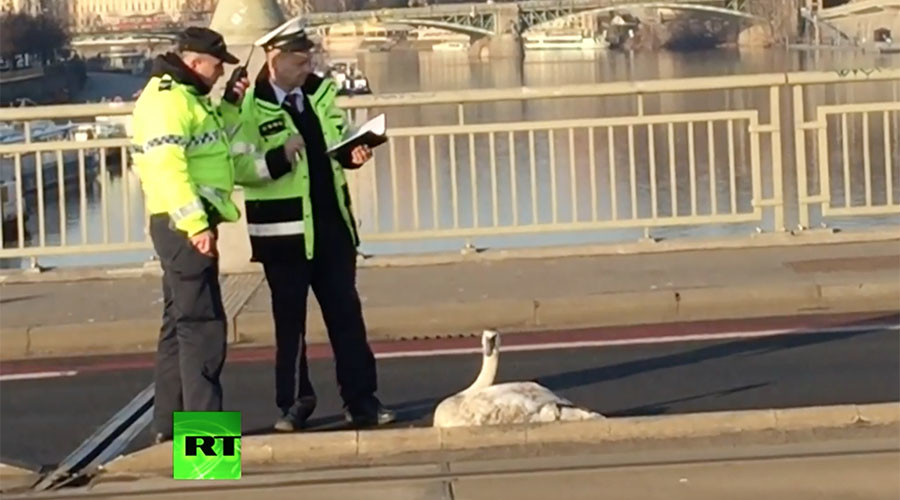 Swan-believable: Belligerent bird brings traffic chaos to Prague (VIDEO)