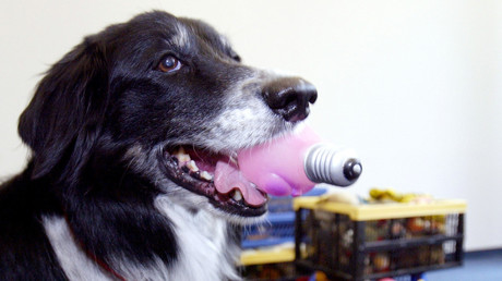 68 border collies underwent the testing. © Manuela Hartling