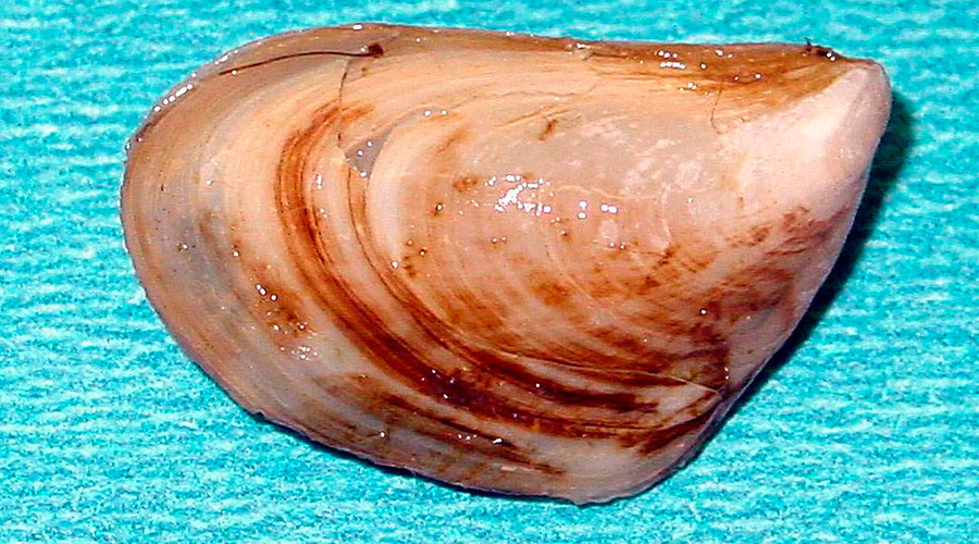 S**t-eating ‘alien’ mussels set to clog UK toilets after warm winter