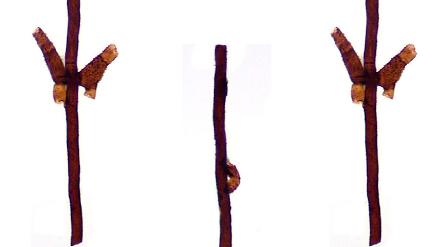 Life on Earth began in Scotland… with 440mn year old fungus, scientists discover