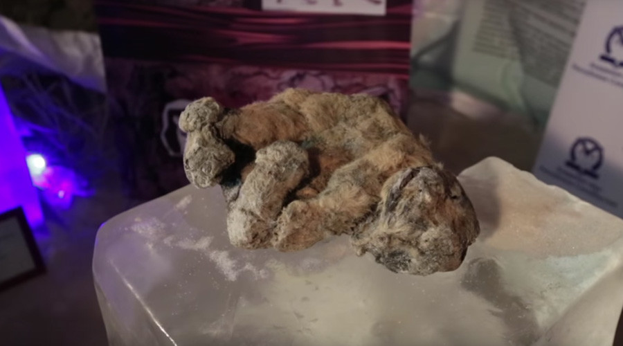 South Korean geneticists to try clone extinct Siberian lions