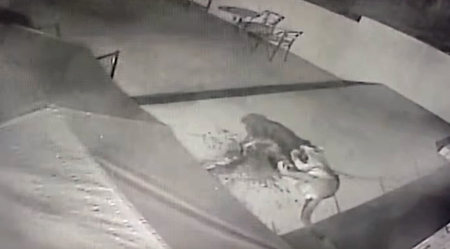 Cat v dog: Doberman dragged into vicious battle with cougar (VIDEO)