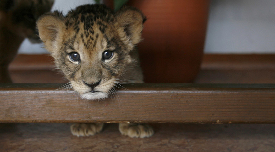 Playtime gets serious: Video of lion cub attacking child in Russia prompts police probe
