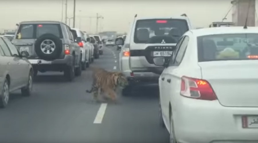 #DohaTiger: Big cat roams Qatar highway during rush hour (VIDEO)