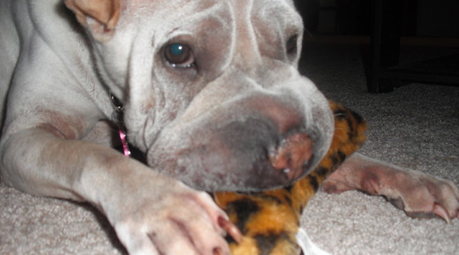 Cop who killed dog entitled to $45k in back pay – judge
