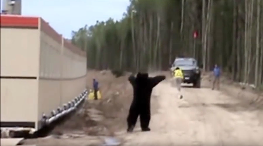 This may be the best bear prank of all time (VIDEO)