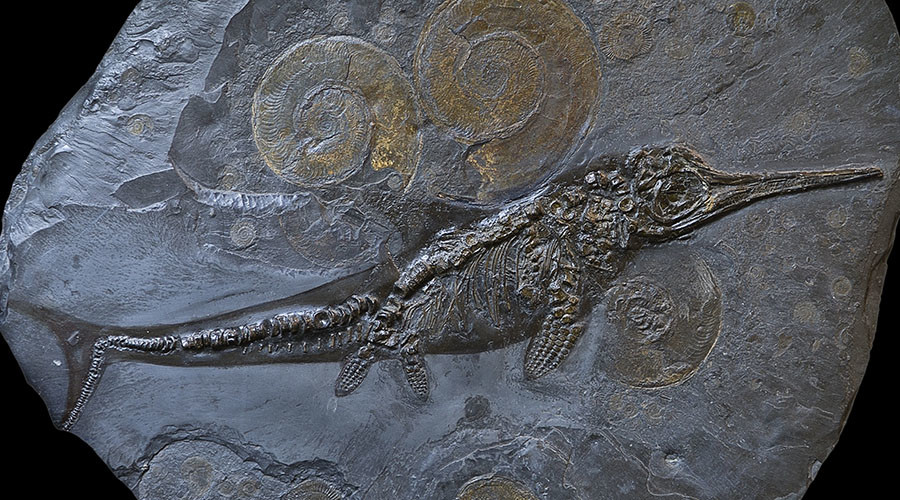 Dinosaur denial? Study suggests ichthyosaurs died out failing to embrace change