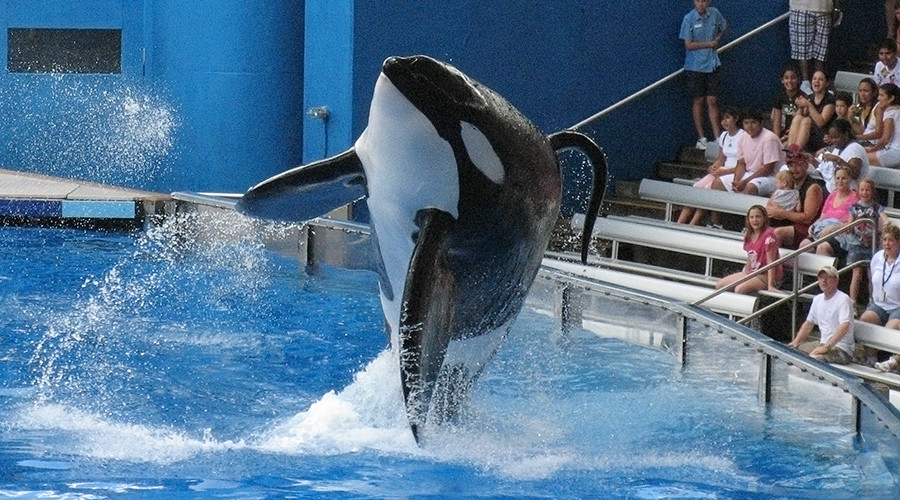 SeaWorld killer whale made infamous by Blackfish gravely ill