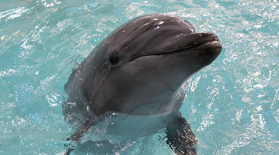 Russian military to buy 5 dolphins, purpose undisclosed