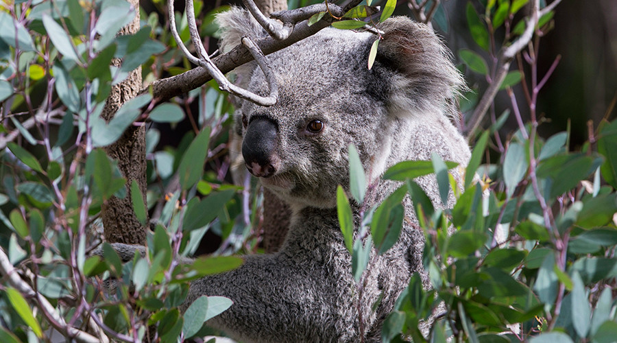 Tastes like eucalyptus: Mountain lion suspected of snacking on koala at LA Zoo