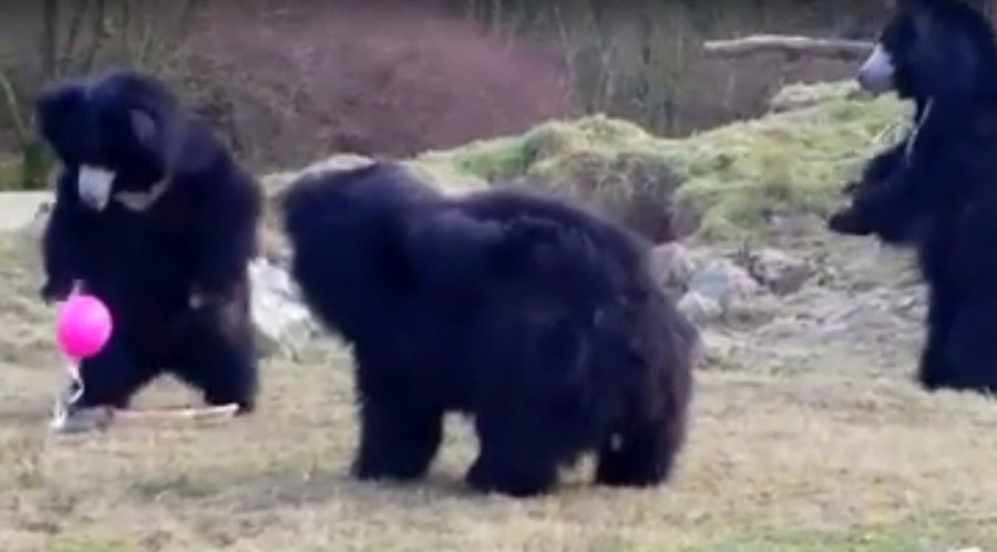 Tickled pink: Huge bears fascinated by tiny bright balloon (VIDEO)