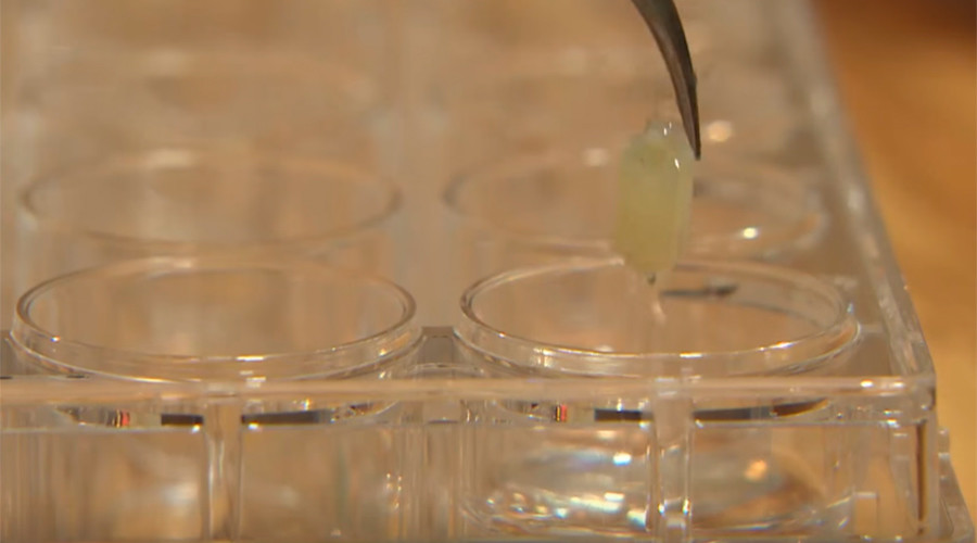 Beating ‘heart-on-a-chip’ developed to replace human organs & animal testing (VIDEO)