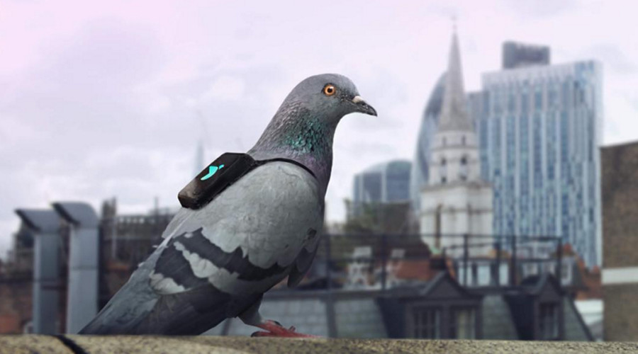 Pigeons with backpacks livetweet London's pollution hotspots (PHOTOS, VIDEO)