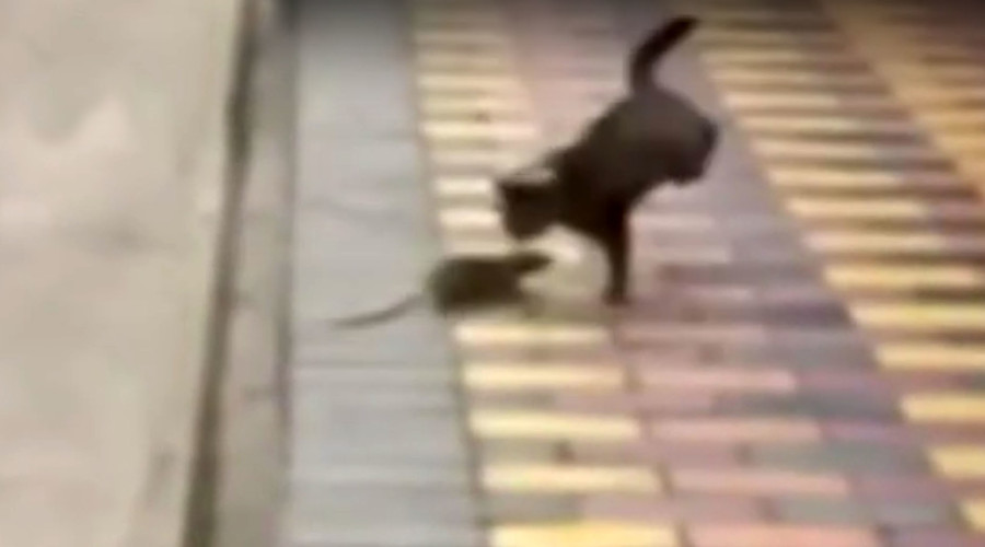 Scaredy-cat: Gutsy rodent fends off prowling feline (VIDEOS)