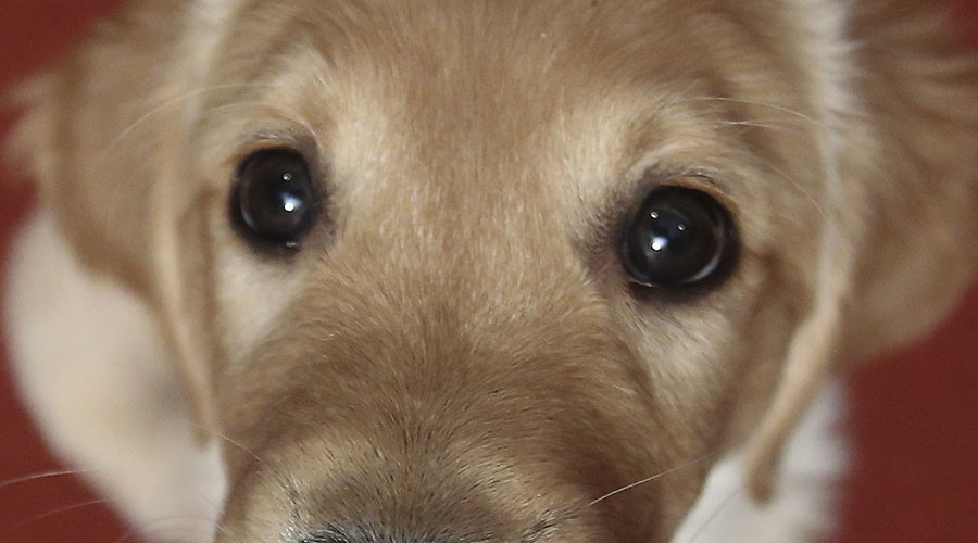 Nearly 70 dogs killed in fire at Texas animal shelter