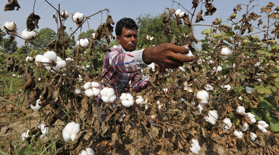‘Greed has to end’: India urges Monsanto to accept GM-cotton royalty cuts or leave market