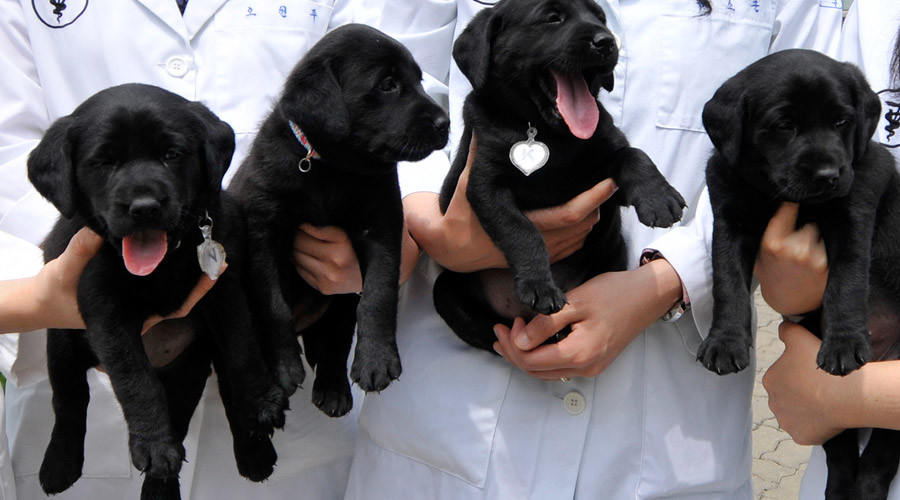 PAWS: Republican lawmakers’ bill would give veterans puppies for PTSD