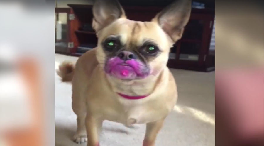 Who's a bad girl? Pink lipstick-eating pooch caught on camera