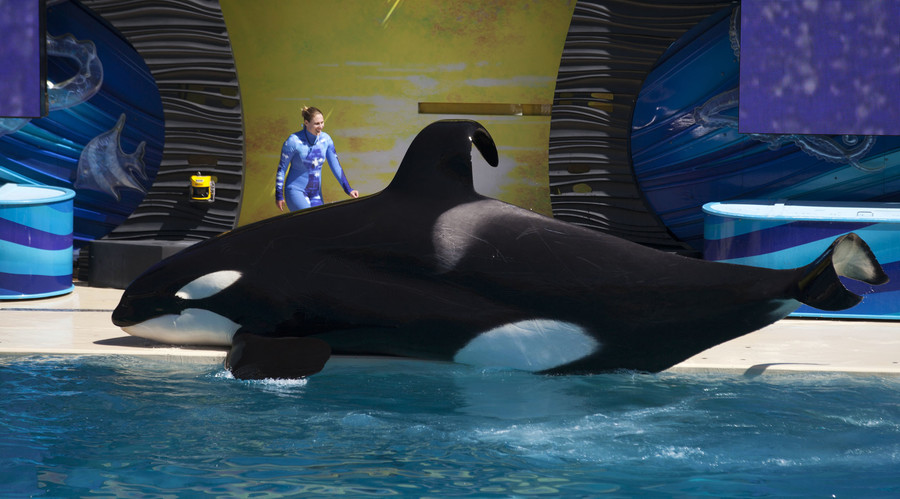 SeaWorld halts captive breeding of killer whales