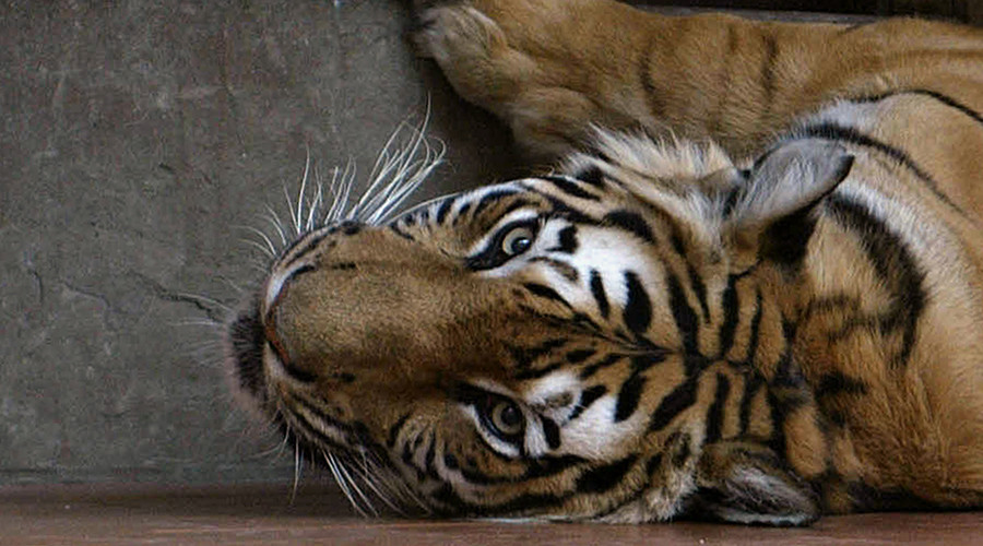 Tigers 'starved to death' to make $500 aphrodisiac wine with their bones