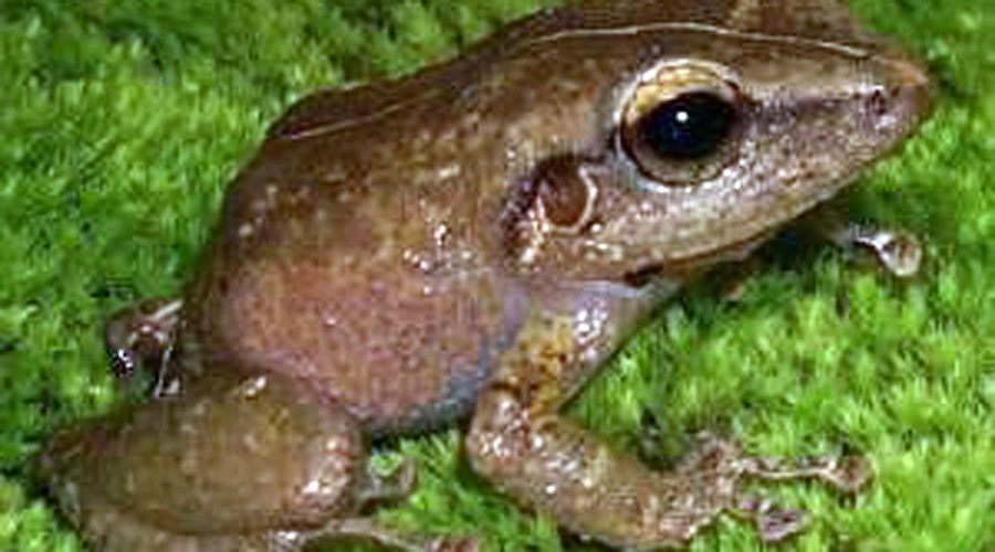 Lovelorn invasive frogs threaten California house prices (VIDEO)