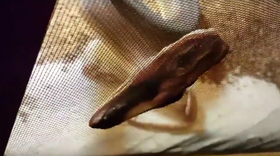 Awesome attack: Jaw-dropping footage shows how fast snakes strike (VIDEO)