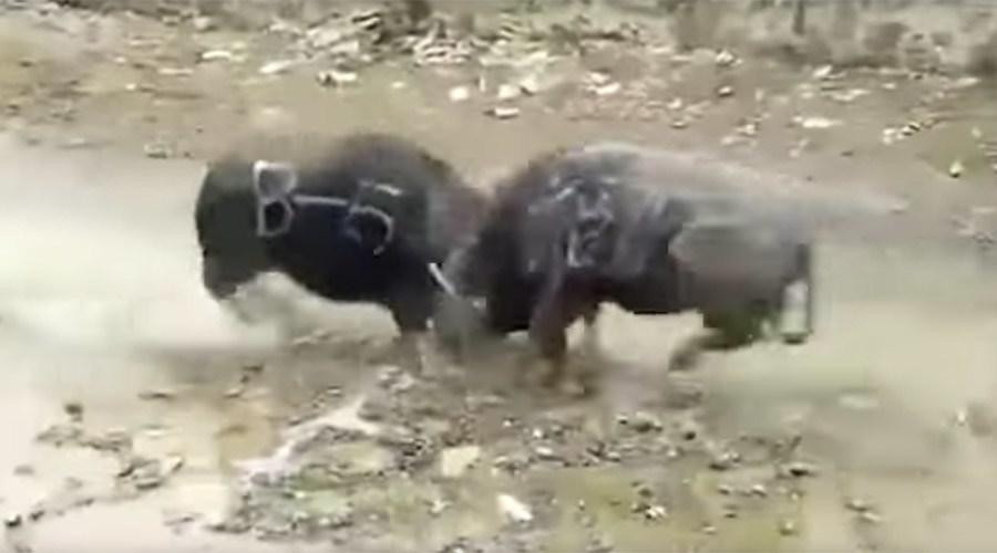 Rampaging buffaloes kill each other instantly in head-on collision (VIDEO, GRAPHIC)
