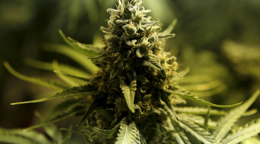 Keep us out of it: Supreme Court rejects states’ case against Colo. pot legalization