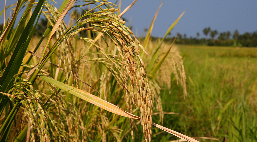Australian organic farmer forced to pay over US$600k after losing GM crop court battle