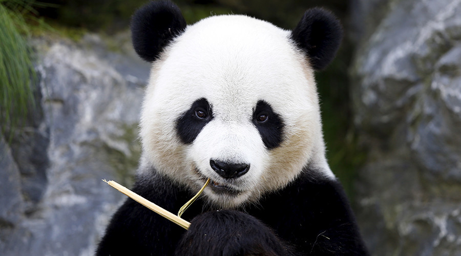 Killing the mood: Pandas’ love lives ruined by noisy humans (VIDEO)