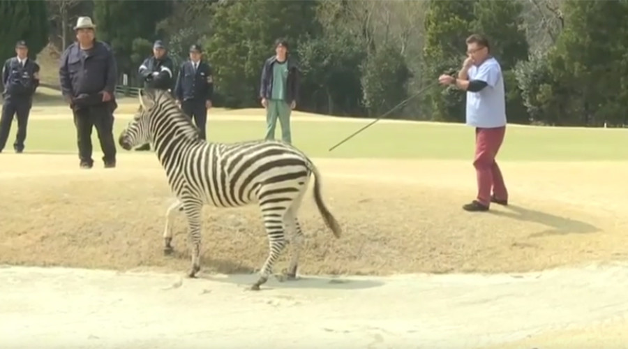 Runaway zebra drowns in golf course lake after being tranquilized (VIDEO)