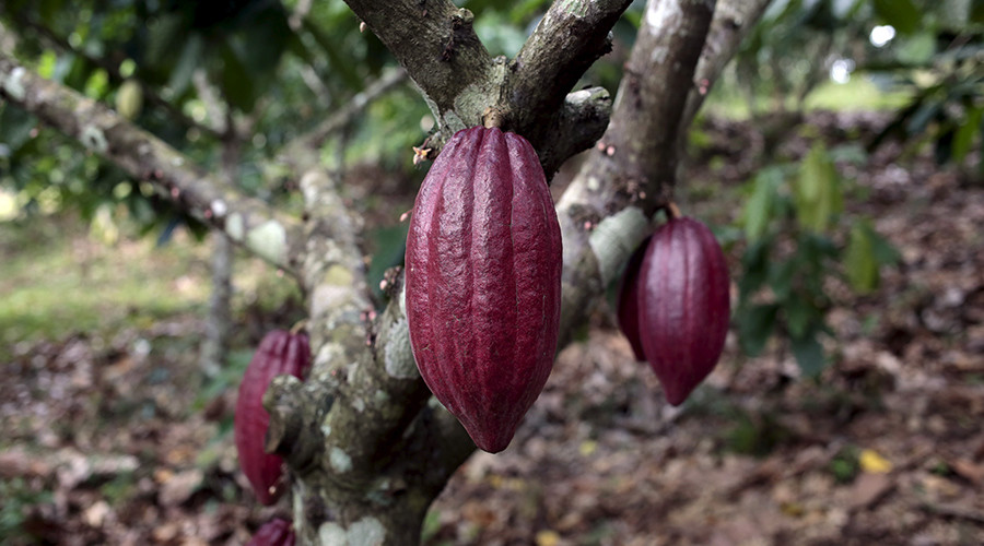 War on chocolate: Fungus that attacks cocoa plants reproduces by cloning, study says