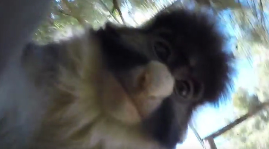 Cheeky monkey grabs camera, shoots short film & bags selfie (VIDEO)