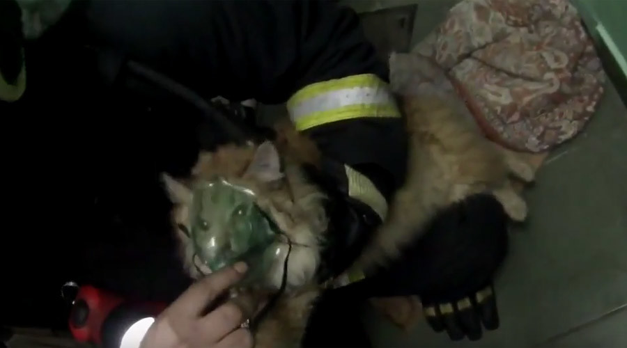 Cat mask fever: Kitty brought back to life by heroic Russian firefighters (VIDEO)
