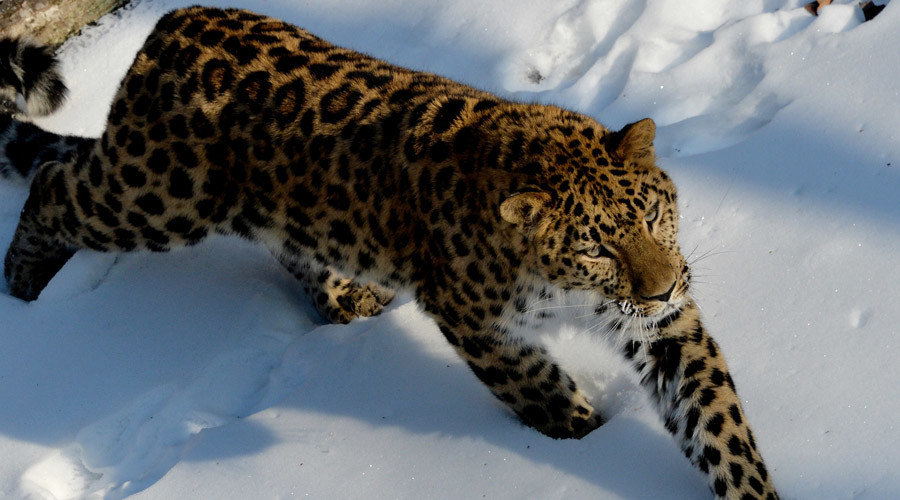 Tunnel to save leopards: Russia diverts highway underground to protect endangered species