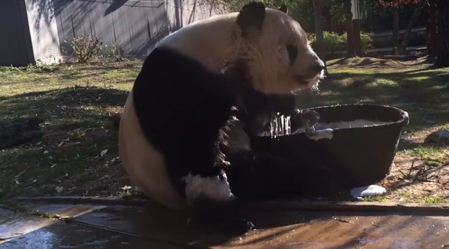 Rub-a-dub-dub: Giant panda takes bubble bath in tiny tub (VIDEO)