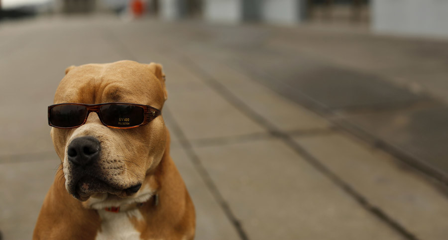 US man’s bank payment denied because of his dog’s 'terrorist' name