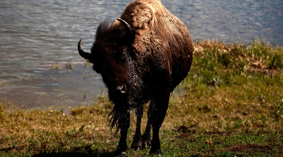 Roaming once more: Bison to return to Montana reservation after 140 years