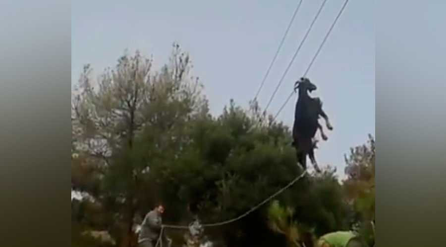 Goat trapped on phone lines freed in bizarre rope & ladder rescue (VIDEO)