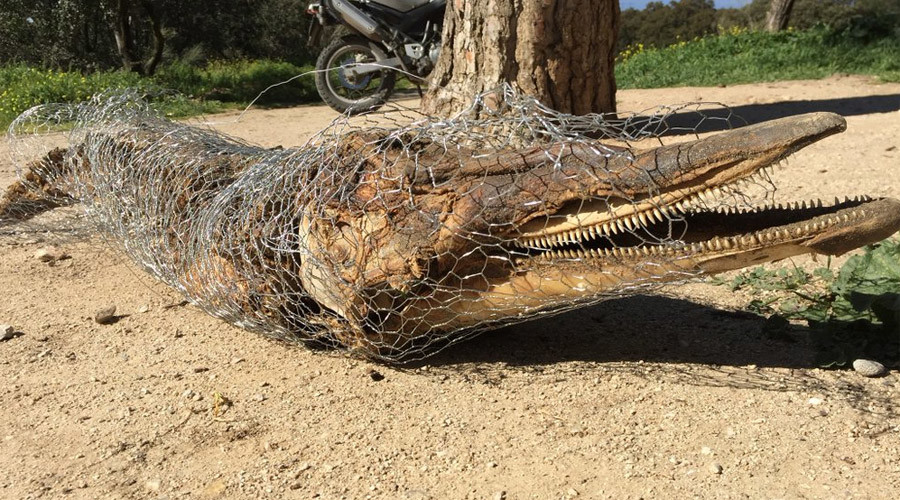 Rotting dead dolphin in Madrid park leaves police baffled (PHOTO)